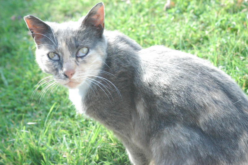 cat inner